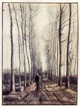 Haga click para ver la imagen ampliada lane with poplar trees.jpg